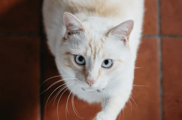 100個好聽到爆的貓貓名字網友問答