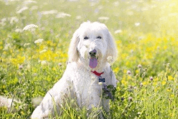 柴犬名字大全 順口的霸氣兩個(gè)字