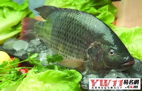 夢(mèng)見(jiàn)魚(yú)