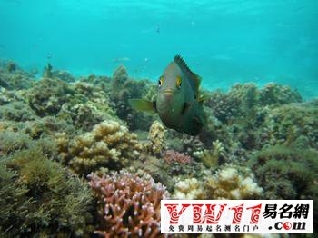 夢(mèng)見(jiàn)魚(yú)