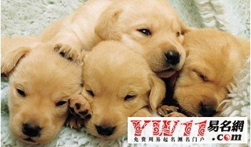 周公解夢，夢見狗