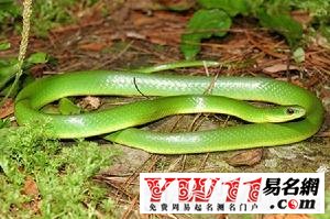  一、夢見青蛇的預(yù)兆