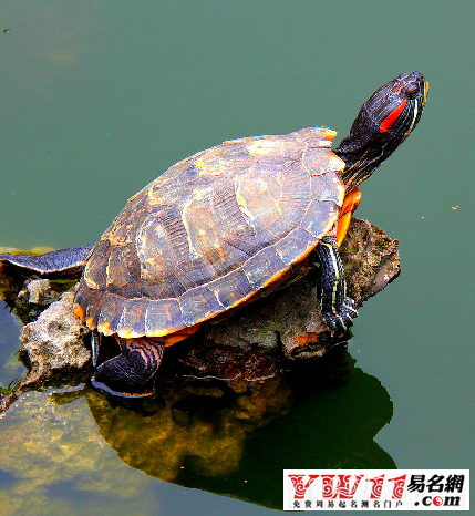 夢(mèng)見(jiàn)烏龜