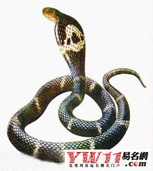 夢見把蛇打死是什么意思？