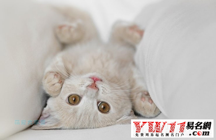 夢(mèng)見(jiàn)貓實(shí)夢(mèng)解夢(mèng)