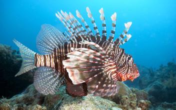 孕婦夢(mèng)見(jiàn)魚