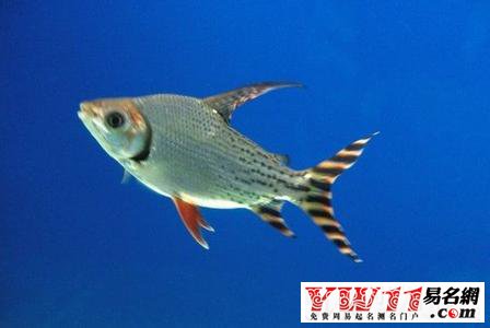 孕婦夢(mèng)見(jiàn)魚
