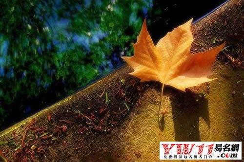 好聽的英文網(wǎng)名大全