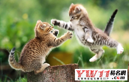 夢見與哥哥打架相關夢境分析