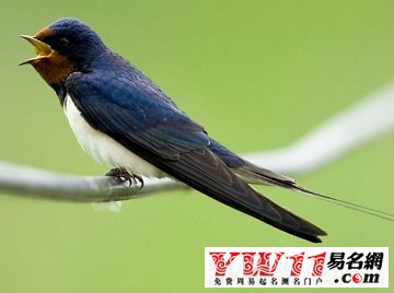 夢見燕子、飛燕
