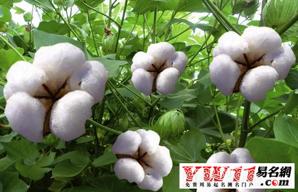 夢(mèng)見(jiàn)棉花