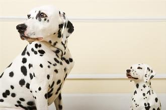 胎夢(mèng)夢(mèng)見狗