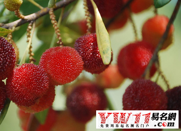 夢(mèng)見(jiàn)楊梅