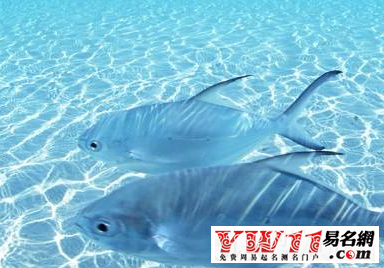 夢(mèng)見海