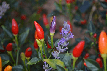 夢(mèng)見(jiàn)辣椒