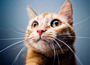 詩意一點(diǎn)的寵物名取名大全