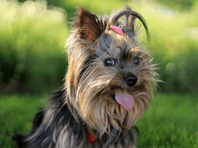 狗狗名字大全洋氣調皮點的