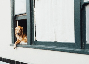 狗狗名字大全洋氣調皮點的