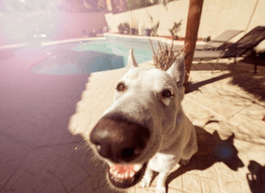 公的狗叫什么名字好聽(tīng)