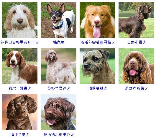狗狗名字大全，狗狗品種名字大全