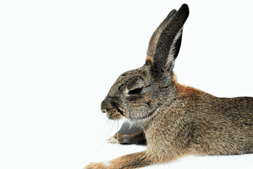 兔子寵物名字可愛(ài)洋氣