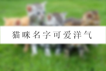 貓咪名字可愛(ài)洋氣