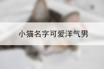 小貓名字可愛(ài)洋氣男