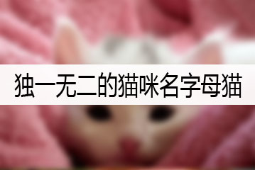 獨(dú)一無二的貓咪名字母貓
