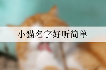 小貓名字好聽簡(jiǎn)單
