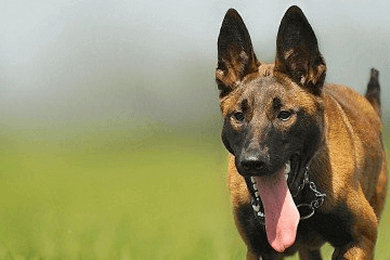 100個好聽到爆的馬犬名字，馬犬狗名字大全洋氣的